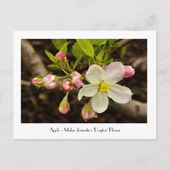 Postal Flor de Apple - Malus domestica 'Dayton' (Anverso)