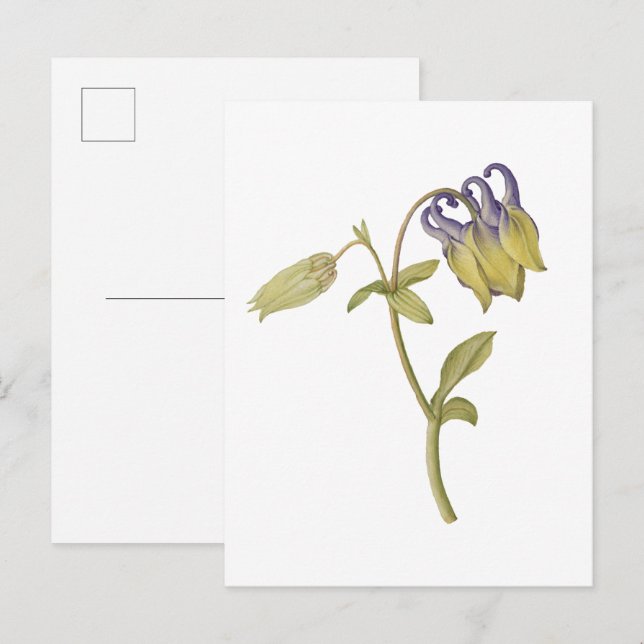 Postal Flor de aquilegia común dibujada a mano (Anverso / Reverso)