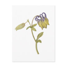 Flor de aquilegia común dibujada a mano