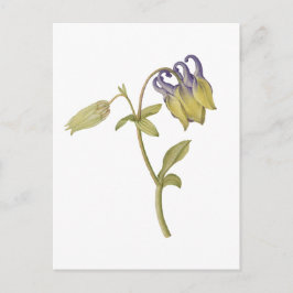 Postal Flor de aquilegia común dibujada a mano