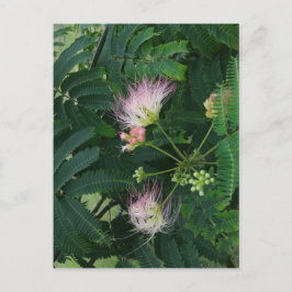 Postal Flor de árbol de mimosa