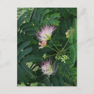 Postal Flor de árbol de mimosa