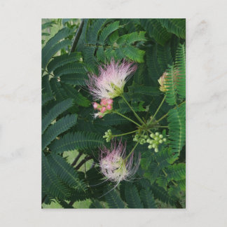 Postal Flor de árbol de mimosa