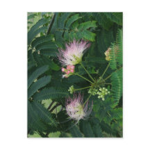 Flor de árbol de mimosa