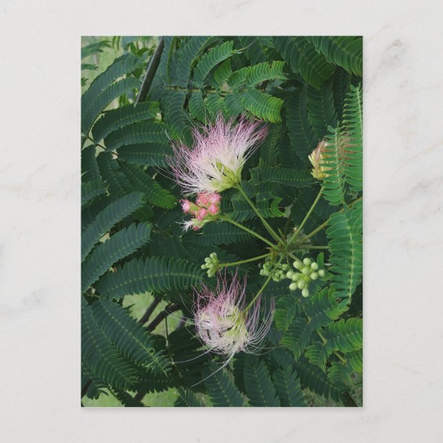 Postal Flor de árbol de mimosa (Anverso)