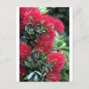 Postal Flor de árbol de Pohutukawa