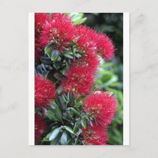Postal Flor de árbol de Pohutukawa (Anverso)