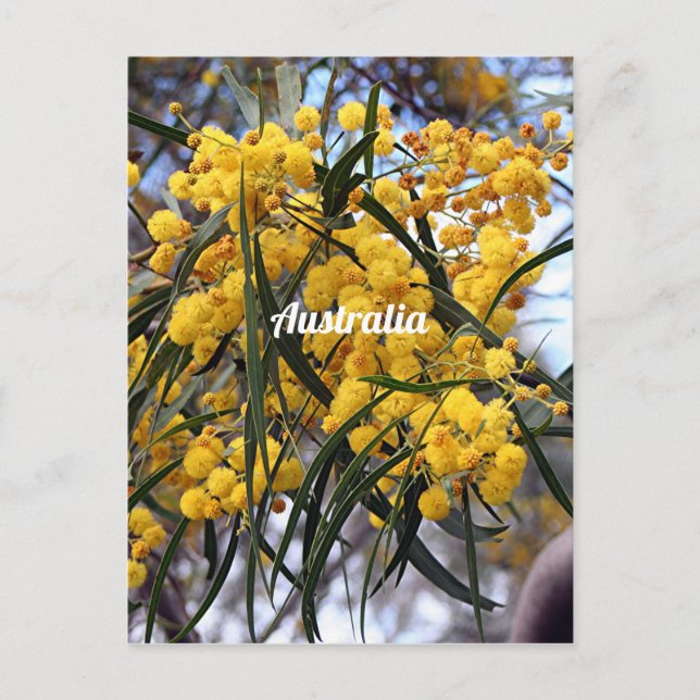 Postal Flor de árbol de wena amarillo australiano (Anverso)