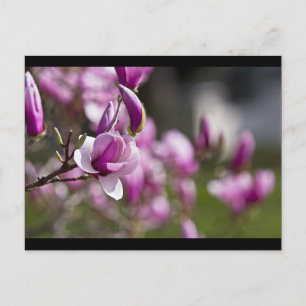 Postal Flor de árbol púrpura de Princeton