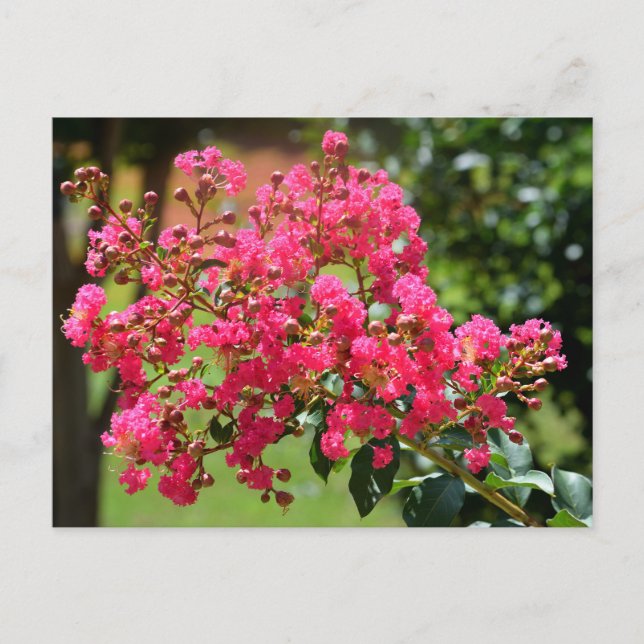 Postal Flor de arbusto de crepe vibrante (Anverso)
