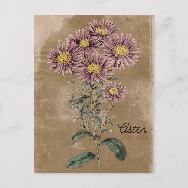 Postal Flor de Aster de Estilo Vintage (Anverso)