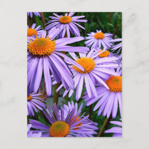 Postal Flor de Aster-Tongolensis