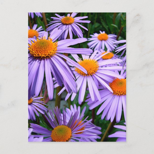 Postal Flor de Aster-Tongolensis (Anverso)