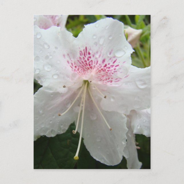 Postal FLOR DE AZALEA Flores Blancas Azaleas Húmedas Blan (Anverso)