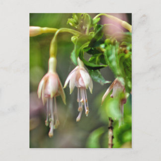 Postal Flor de Ballerina