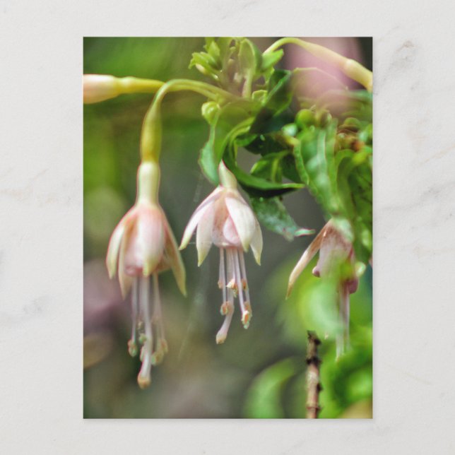 Postal Flor de Ballerina (Anverso)