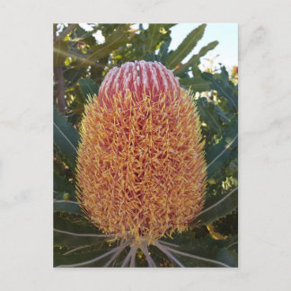 Postal Flor de Banksia