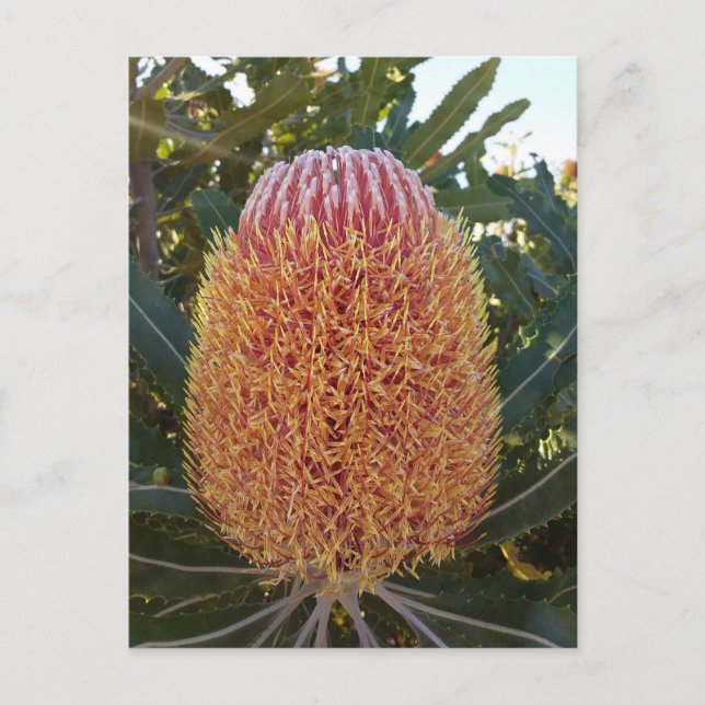 Postal Flor de Banksia (Anverso)