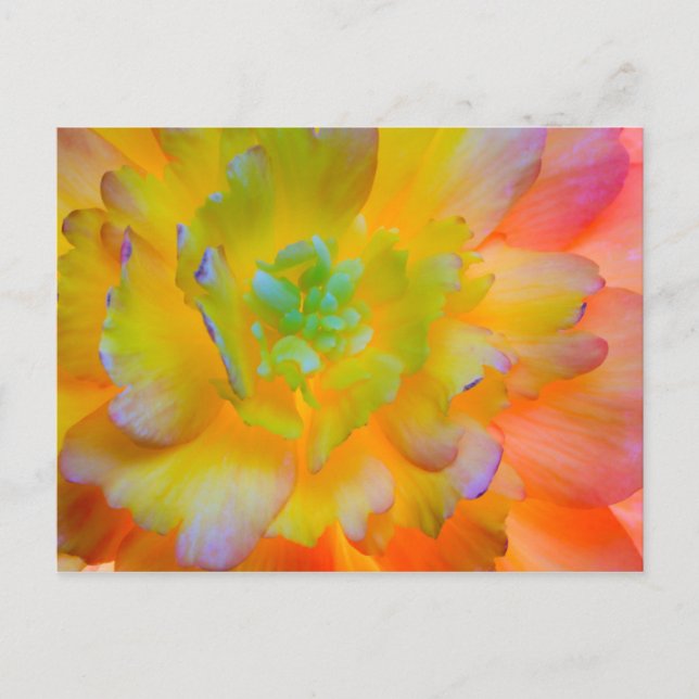 Postal Flor de Begonia Luminosa | Seabeck, WA (Anverso)