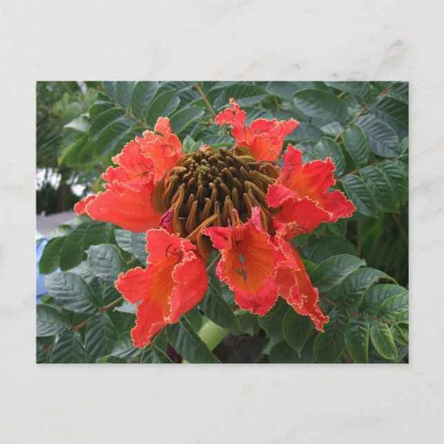 Postal Flor de Belice (Anverso)