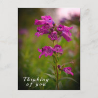 Flor de Boca de Dragón Rosa Púrpura Pensando en Ti