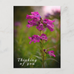 Postal Flor de Boca de Dragón Rosa Púrpura Pensando en Ti