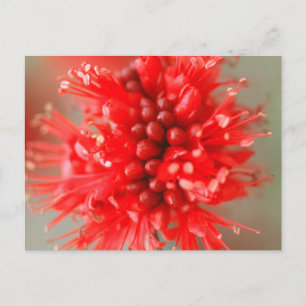 Postal Flor De Boerbean enanos, Sabi Sands