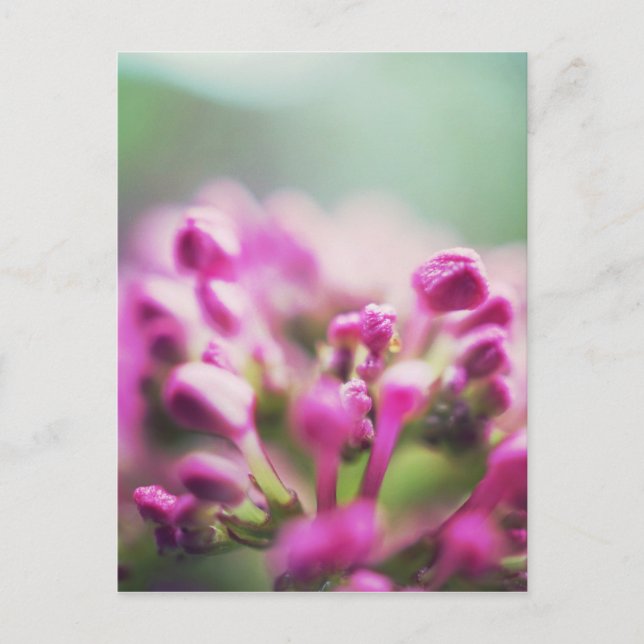 Postal Flor de bokeh macro vintage rosa (Anverso)
