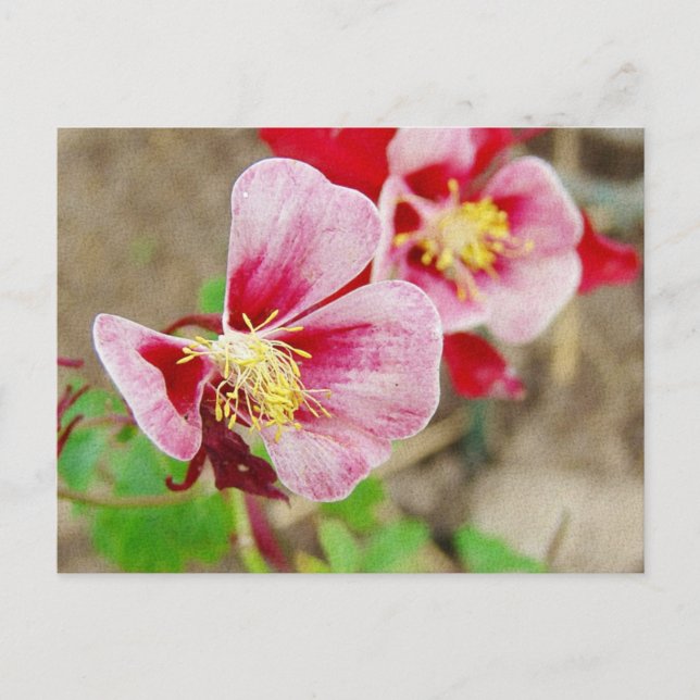Postal Flor de bonito 2 (Anverso)