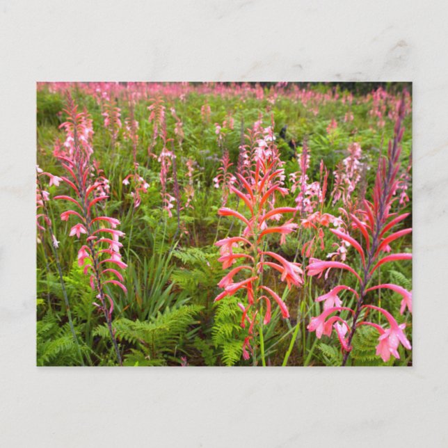 Postal Flor de Bugle Lily (Watsonia), Cabo Oriental (Anverso)