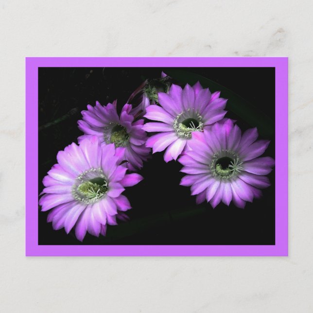 Postal Flor de Cactus (Anverso)