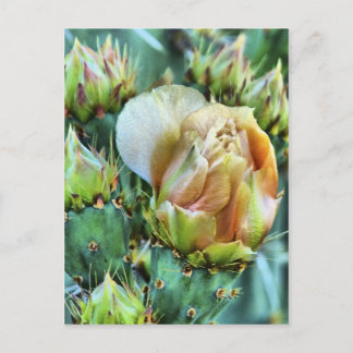 Postal Flor de Cactus
