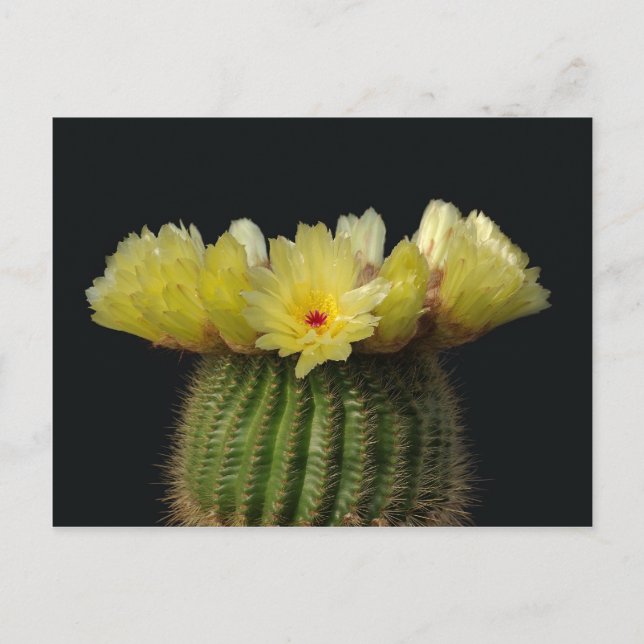 Postal Flor de cactus amarilla (Anverso)