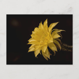 Postal Flor de cactus amarillo en flor