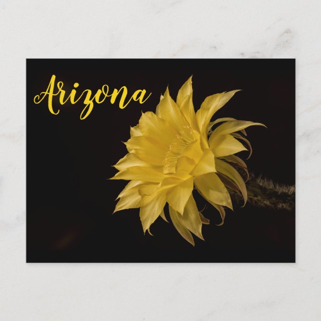 Postal Flor de cactus amarillo en flor, Arizona (Anverso)