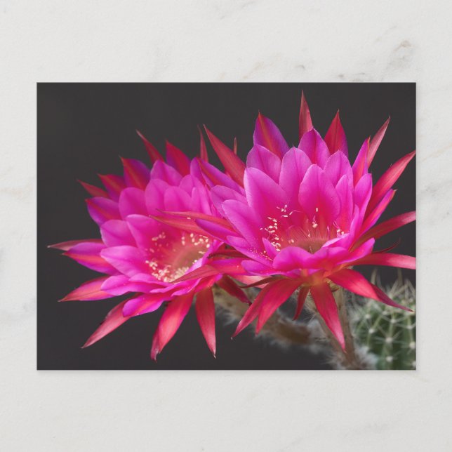 Postal Flor de cactus de antimateria por dos (Anverso)