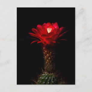 Postal Flor de cactus de la antorcha roja