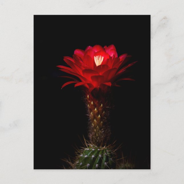 Postal Flor de cactus de la antorcha roja (Anverso)