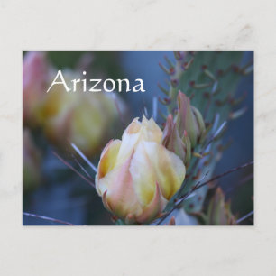 Postal Flor de cactus de marfil, Arizona
