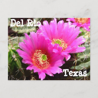 Postal Flor de cactus Del Rio Texas Postcard