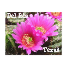 Flor de cactus Del Rio Texas Postcard
