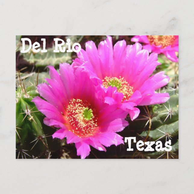 Postal Flor de cactus Del Rio Texas Postcard (Anverso)