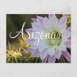 Postal Flor de cactus morado y blanco, Arizona