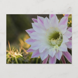 Postal Flor de cactus púrpura y blanca