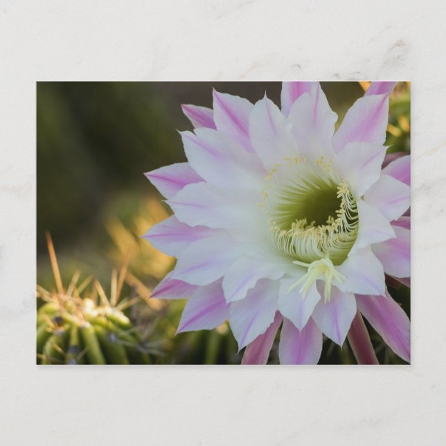 Postal Flor de cactus púrpura y blanca (Anverso)