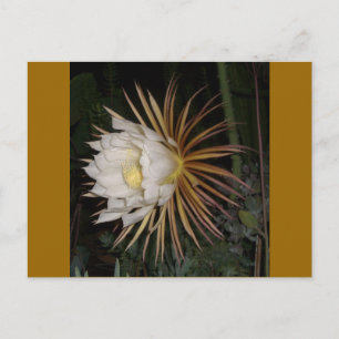Postal Flor de Cactus Reina de la Noche