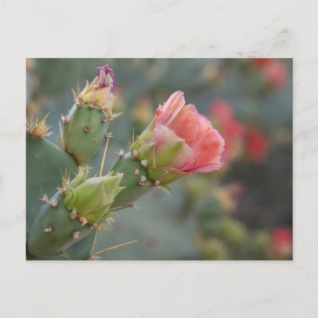 Postal Flor de cactus rosa empezando a florecer (Anverso)