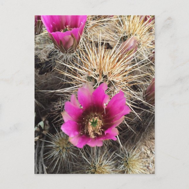 Postal Flor de cactus rosada (Anverso)