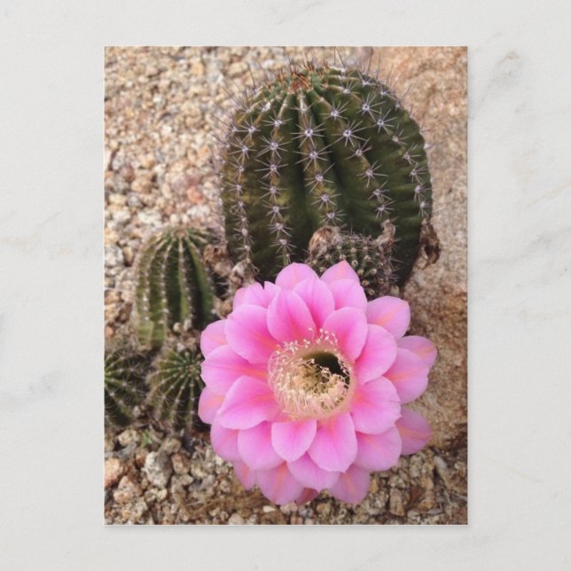 Postal Flor de cactus rosada (Anverso)