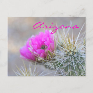 Postal flor de cactus rosado, Arizona